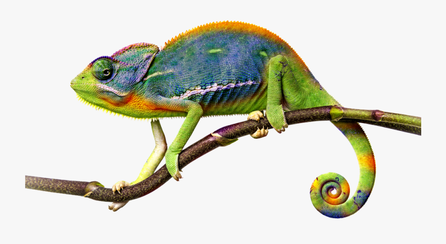 Png File Mart - Chameleon On A Stick, Transparent Clipart