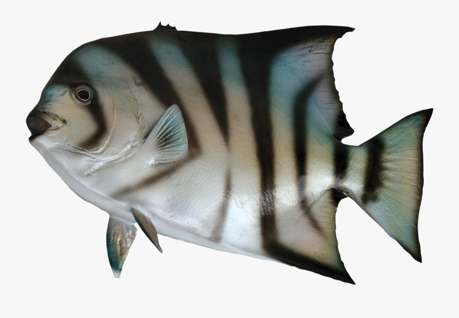 Ocean Fish Png Clipart Black And White Download - Fish For Sea Png, Transparent Clipart