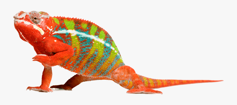 Panther Chameleon, Transparent Clipart