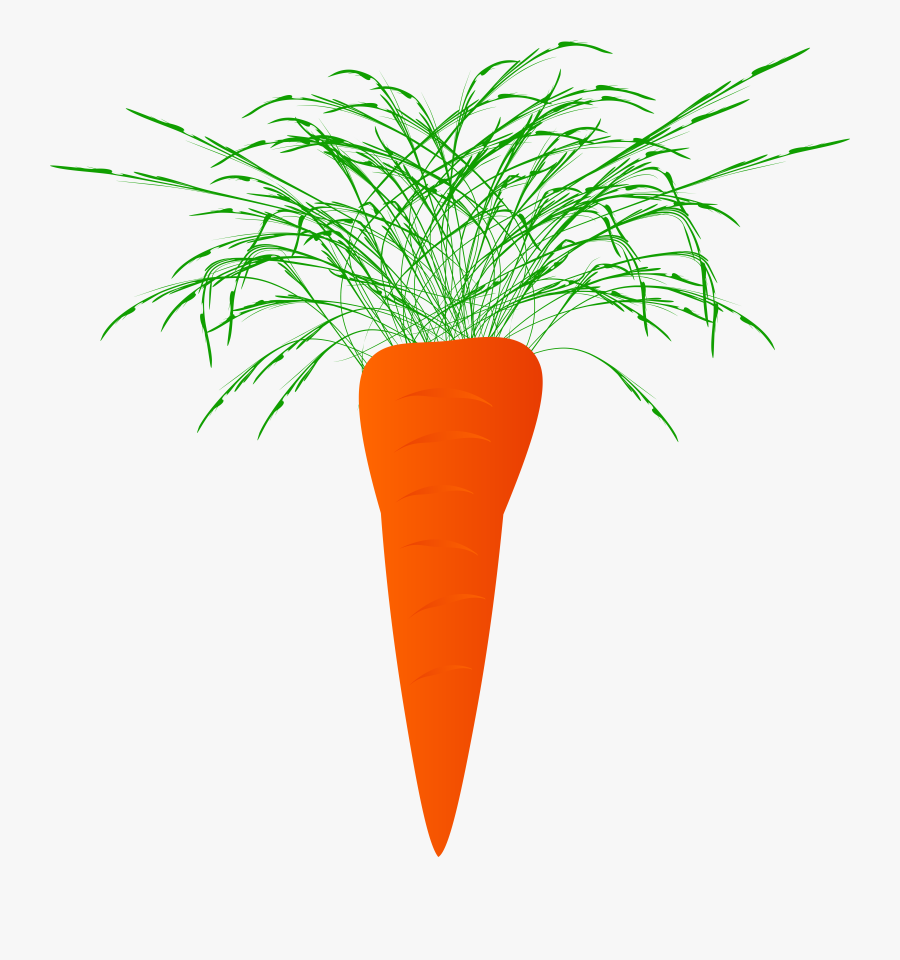 Carrots Carrot Plant Naciowa - Carrot Plant, Transparent Clipart