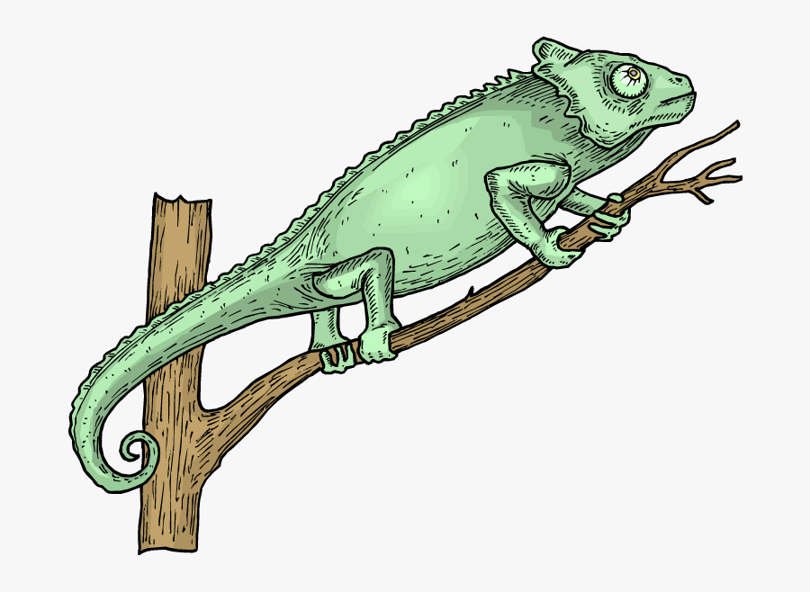 Iguana Clipart Chameleon - Lizard, Transparent Clipart