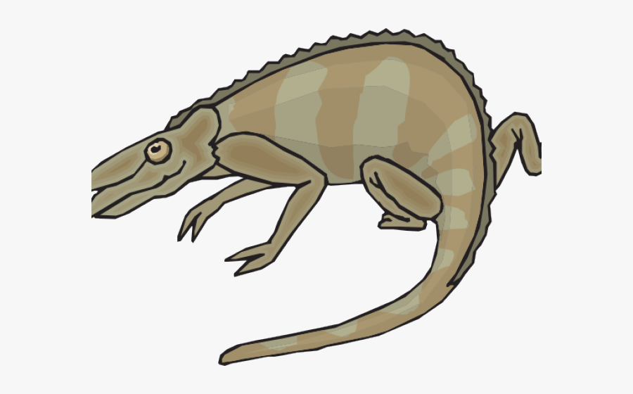 Chameleons, Transparent Clipart