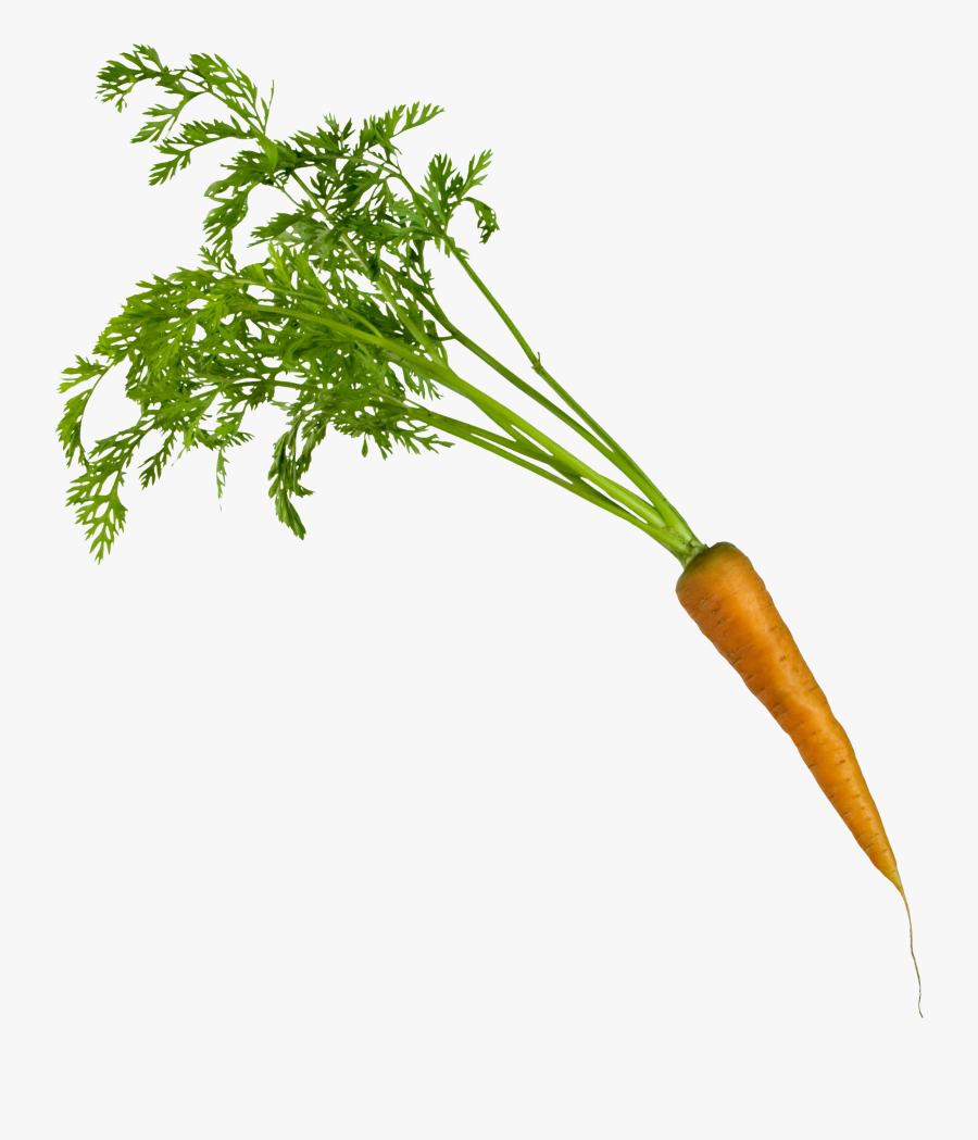Carrot Png Image - Carrot On Transparent Background .png, Transparent Clipart