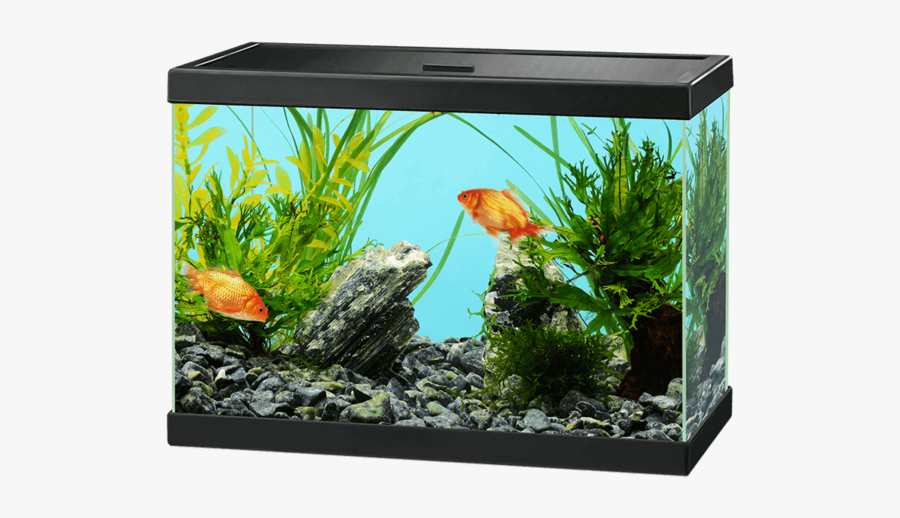 67527 - Aquarium Png, Transparent Clipart