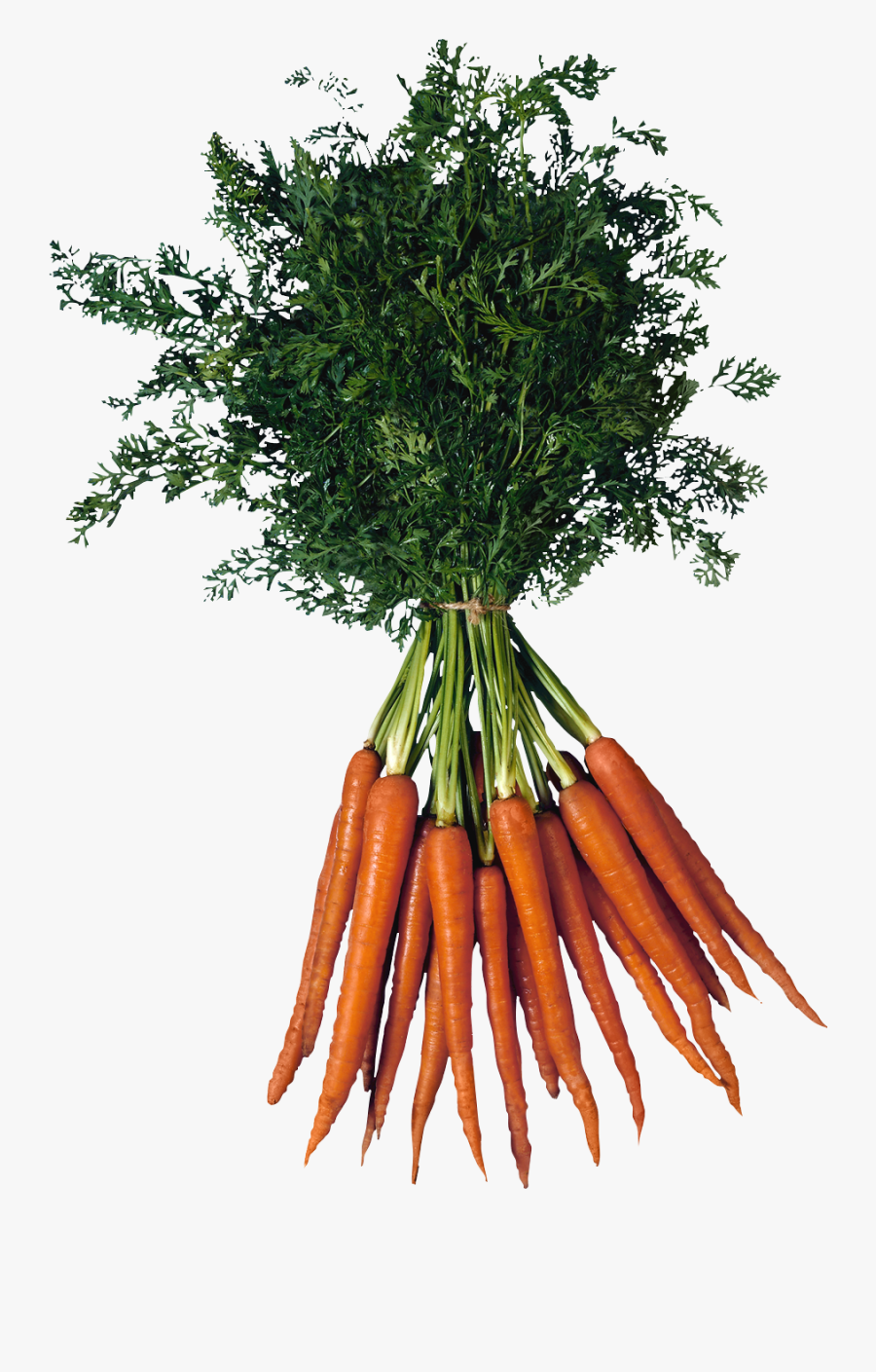 Carrots Clipart Bunch Carrot - Bunch Of Carrots Transparent, Transparent Clipart
