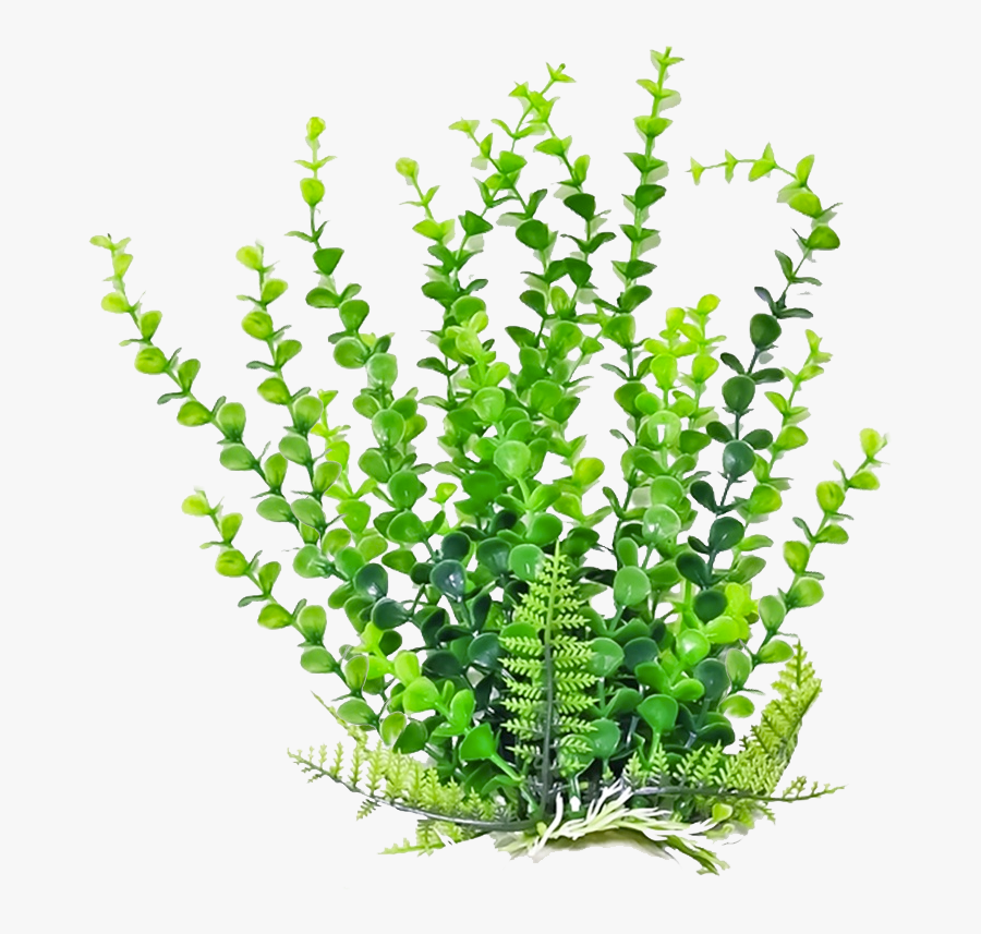 Bushes Clipart Aquarium Plant - Aquaticplant Png, Transparent Clipart