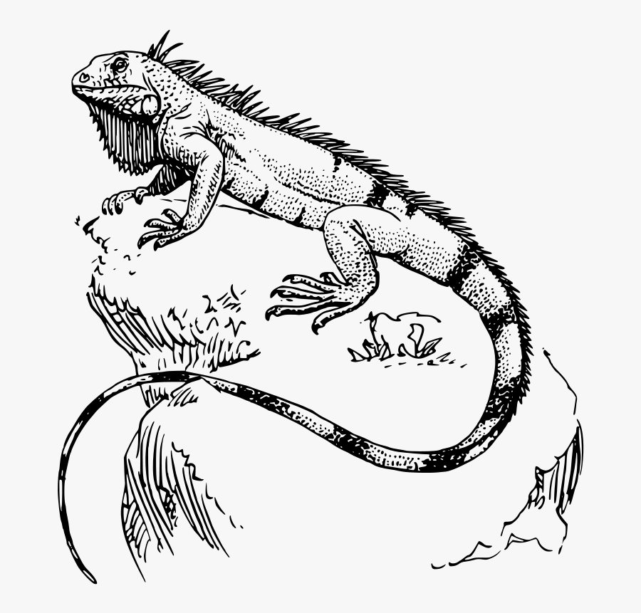 Fijian Crested Iguana Drawing, Transparent Clipart