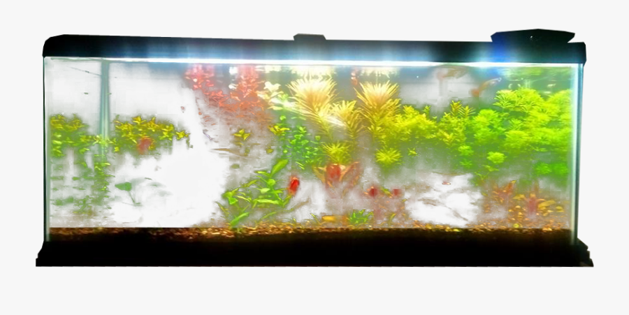 Planted Aquarium Transparent Background - Fish Tank No Background, Transparent Clipart