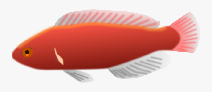 Cirrhilabrus Jordani Svg Clip Arts - Long Fish Clip Art, Transparent Clipart