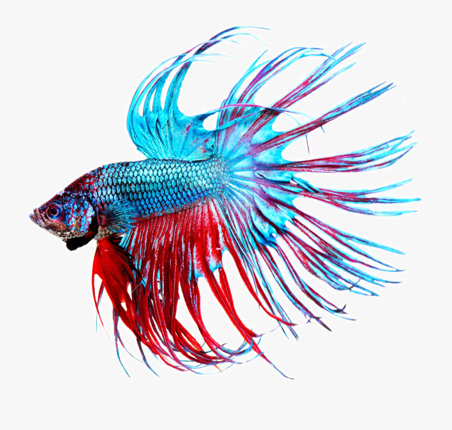 Stock Photography Aquarium Beautiful Tropical Transprent - Betta Fish Stock, Transparent Clipart