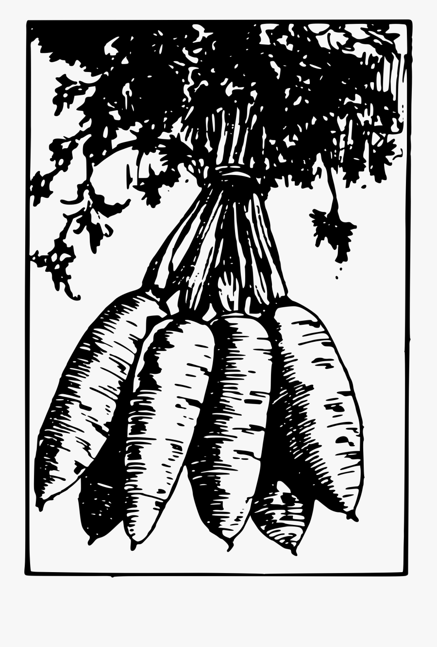 Vector Royalty Free Library Carrot Clipart Bunch - Illustration, Transparent Clipart