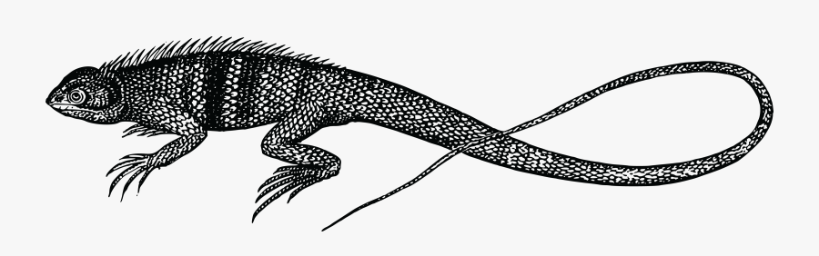 Line Art,silhouette,joint - Silhouette Lizard Clip Art, Transparent Clipart