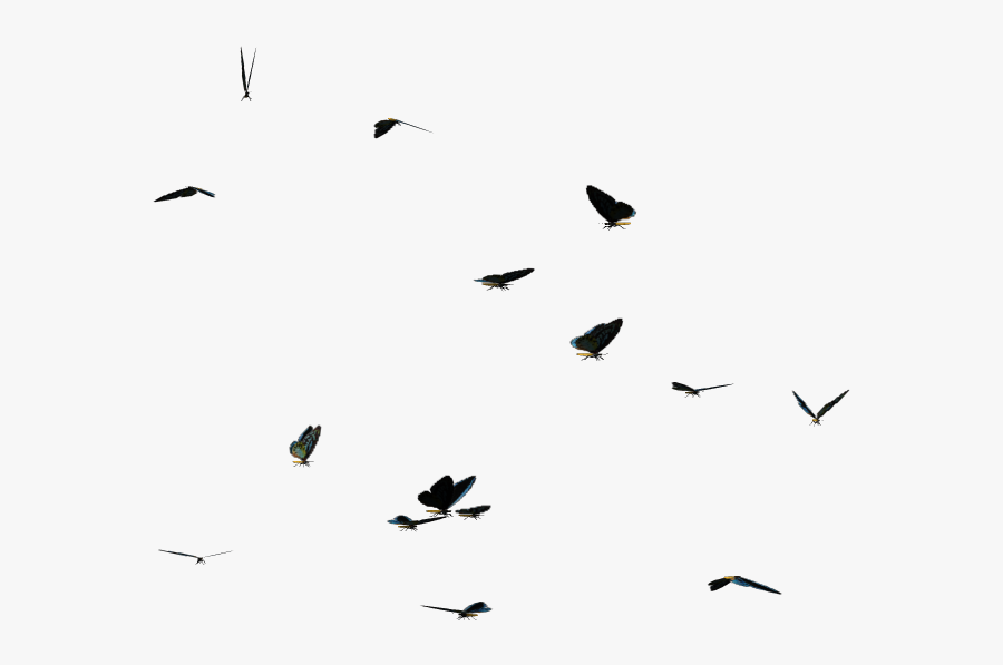 Download Butterflies Swarm Png Clipart - Flock, Transparent Clipart