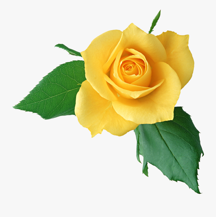 Download Yellow Rose Png Clipart - Happy Mother's Day 2017, Transparent Clipart