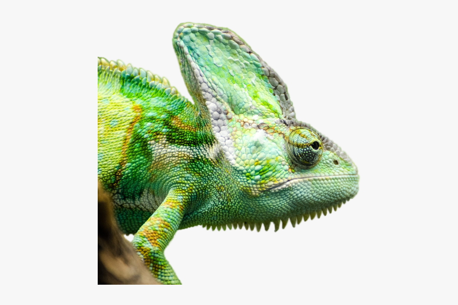 Image Png Sans Fond - Chameleon Png, Transparent Clipart
