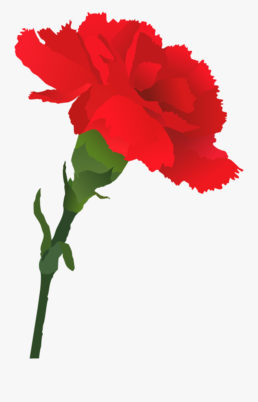 Carnation Clipart Sympathy - Red Carnation Flower Png, Transparent Clipart