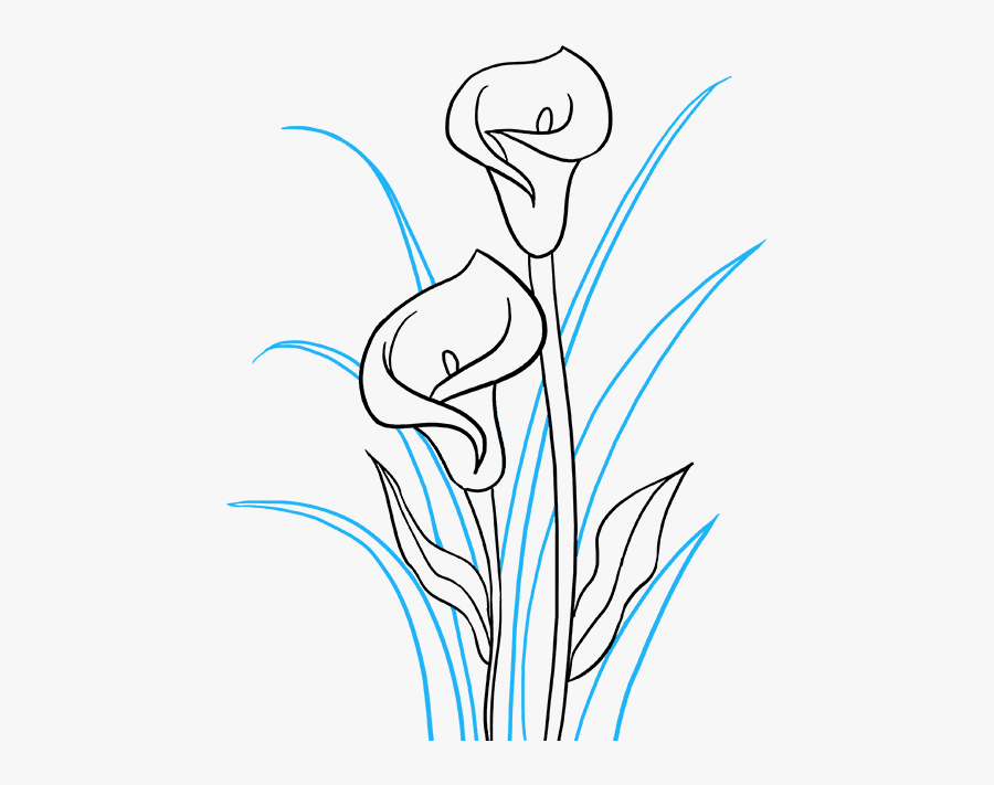 Calla Lily Drawing Easy, Transparent Clipart