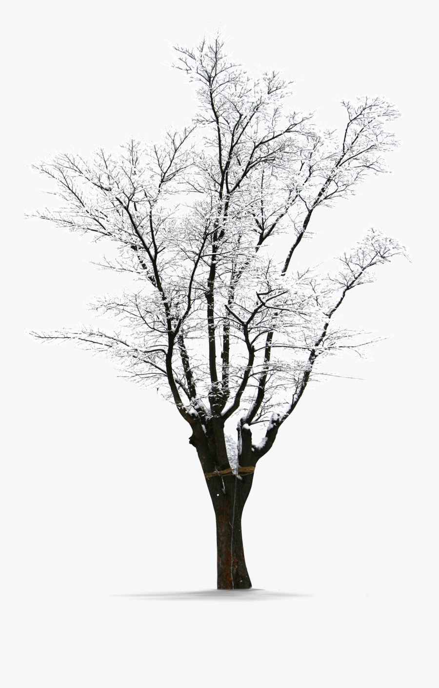 Winter Trees Snow Png Download Free Clipart - Transparent Snow Tree Png, Transparent Clipart