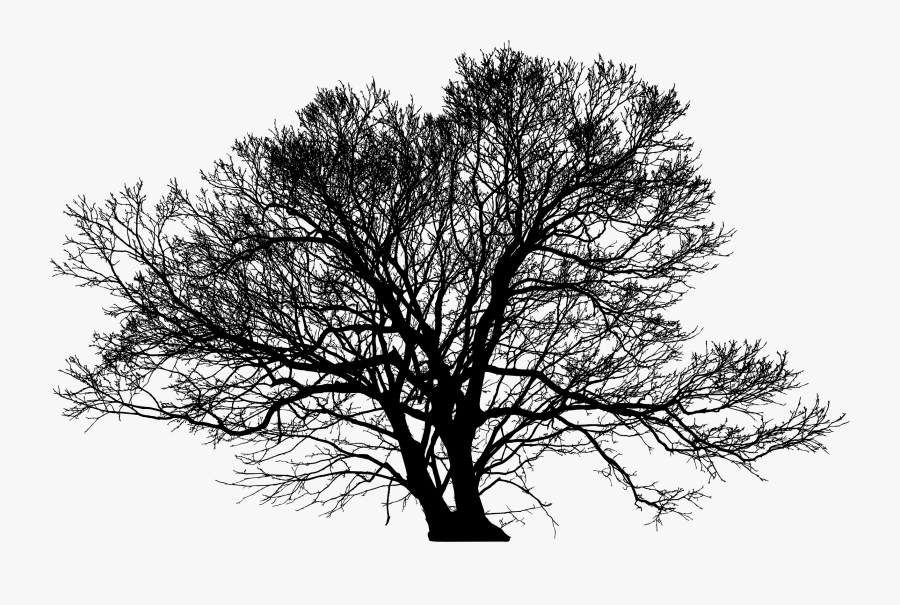 Tree Silhouette Arborist Branch - Oak Tree Png Silhouette, Transparent Clipart