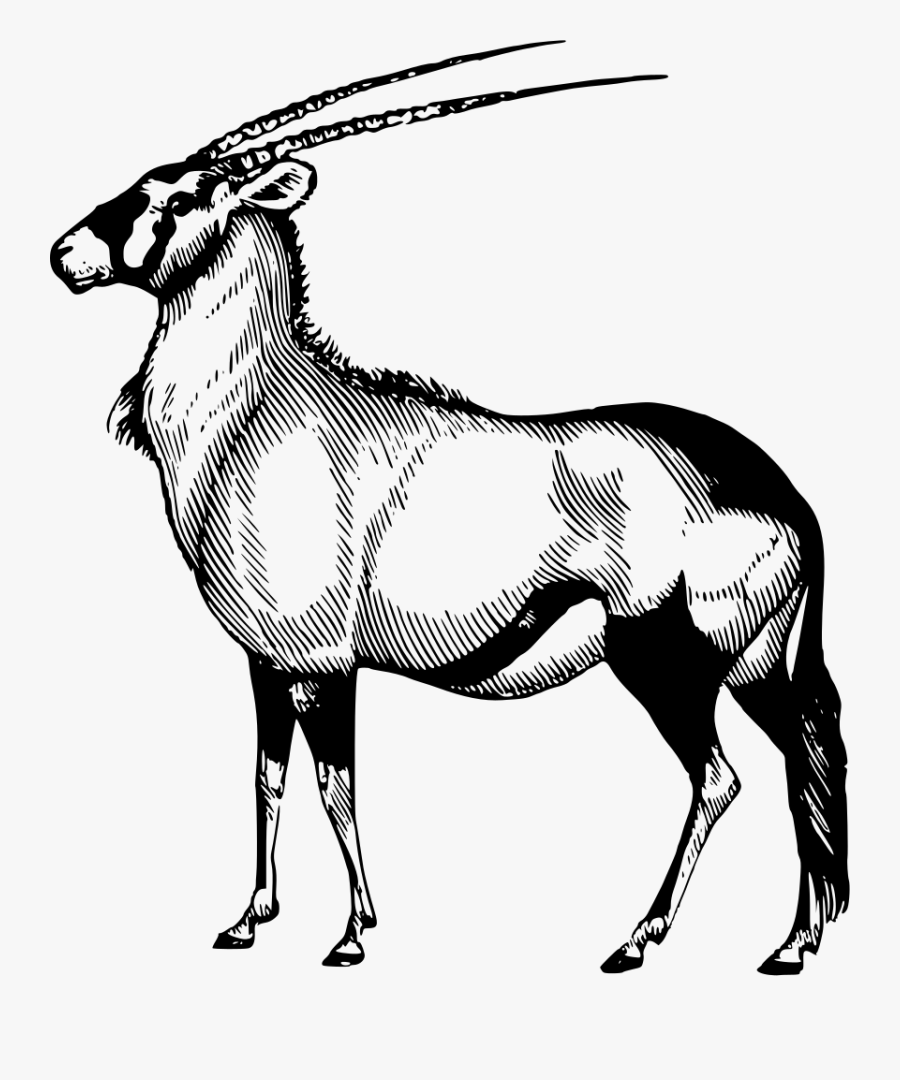 Line Art,wildlife,animal Figure - Oryx Black And White, Transparent Clipart