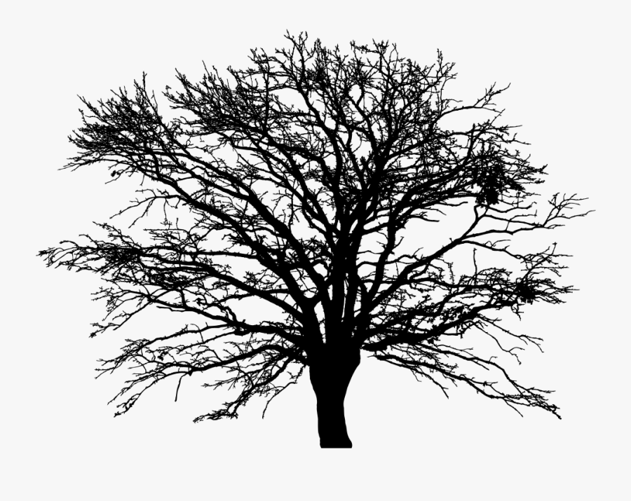 Plant,leaf,monochrome Photography - Bare Tree Silhouette Sunset, Transparent Clipart