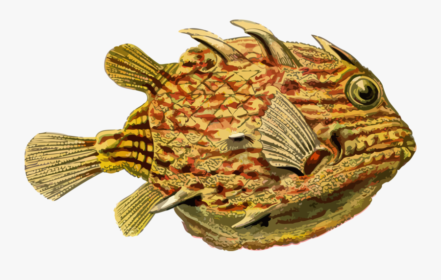 Fish,organism,seafood, Transparent Clipart