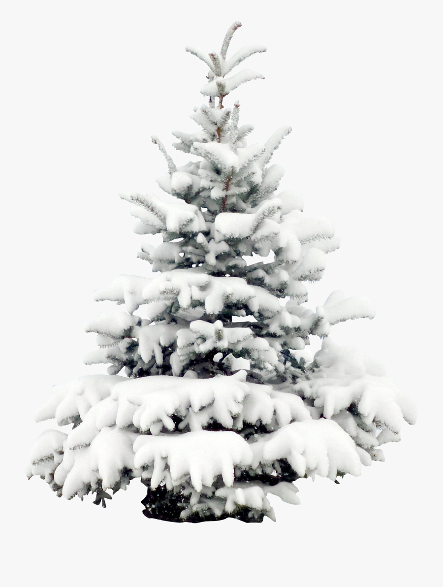 Transparent Pine Tree Clipart Black And White - Christmas Snowy Pine Trees, Transparent Clipart