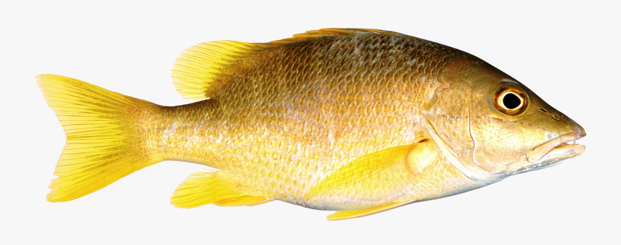 Transparent Background Fish Png, Transparent Clipart