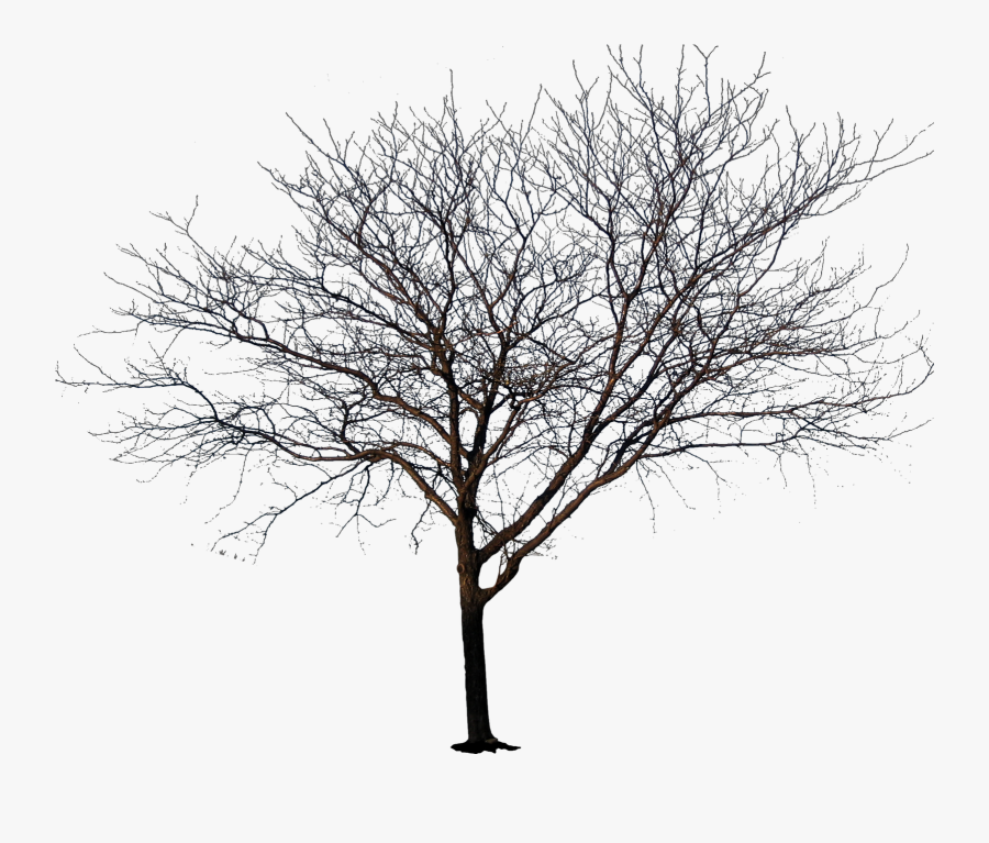 Transparent Tree With No Leaves Clipart - Lucien Parker Impossible, Transparent Clipart