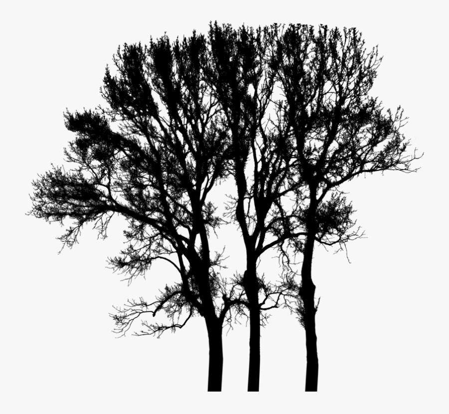 Plant,monochrome Photography,oak - Silhouette Black And White Tree Clipart, Transparent Clipart