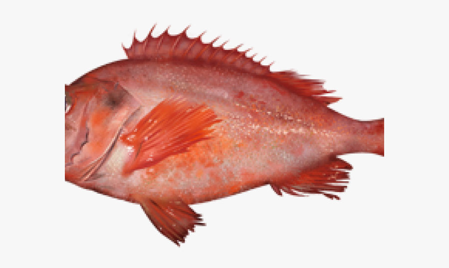 Seafood Clipart Edible Fish - Red Fish Sea Bass, Transparent Clipart