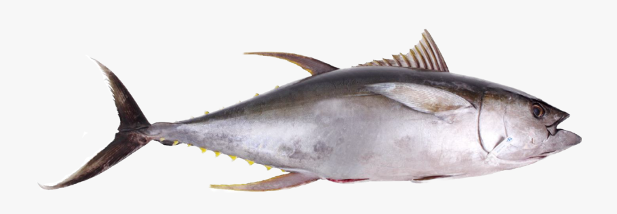 Fresh Fish Png - Tuna Png, Transparent Clipart
