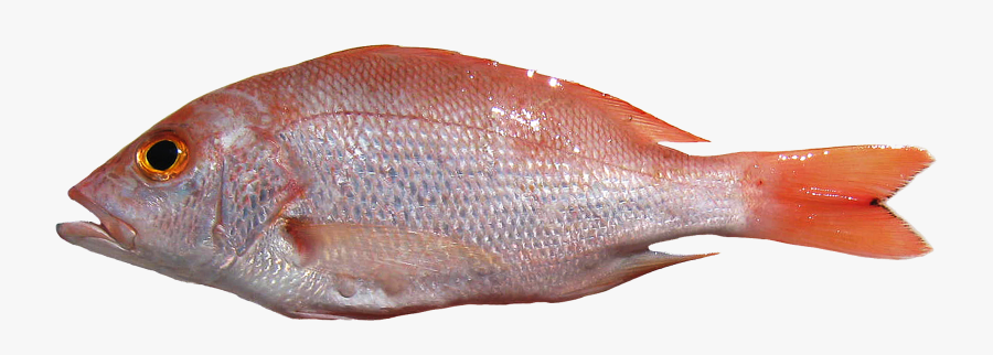 Transparent Background Fresh Fish Png, Transparent Clipart