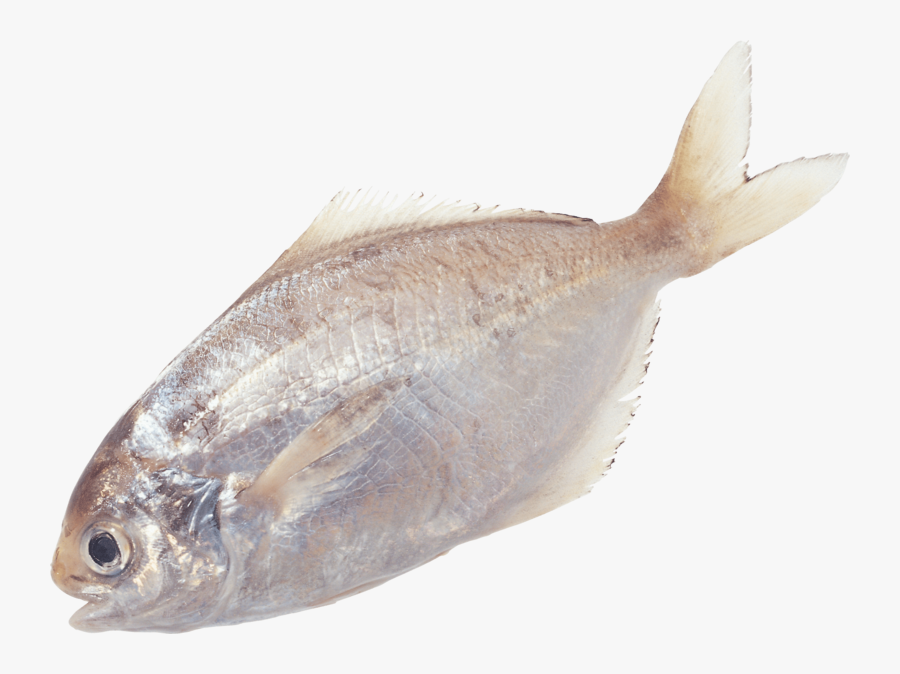 Fish - 魚 Png, Transparent Clipart