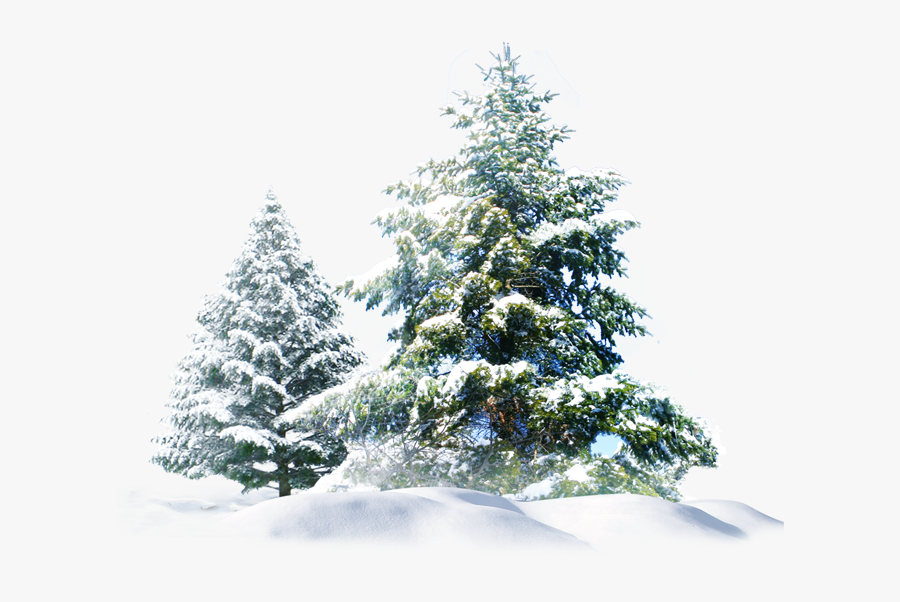 Polar Wallpaper Tree Snow Bear Creative Pine Clipart - Snow Pine Tree Png, Transparent Clipart