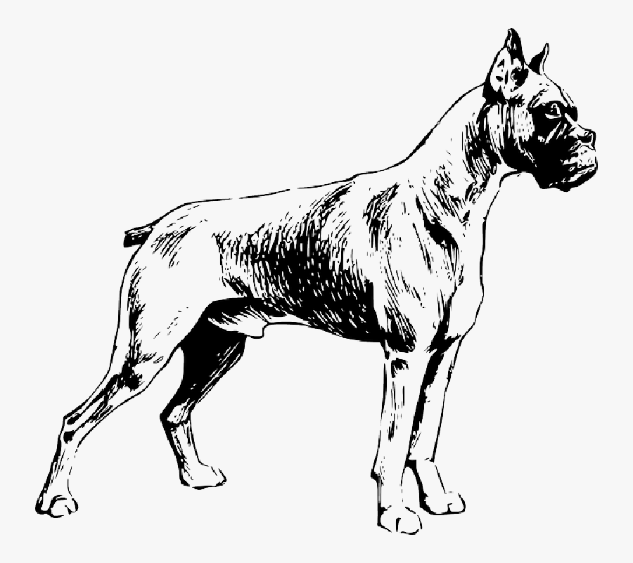 Boxer Wiggle Butt Club Pillow Case - Boxer Dog Line Art, Transparent Clipart