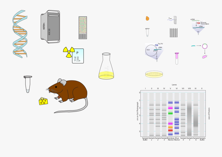 Diagram, Transparent Clipart