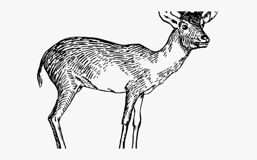 Gazelle Shadow Clipart - Antelope Black And White Clipart, Transparent Clipart