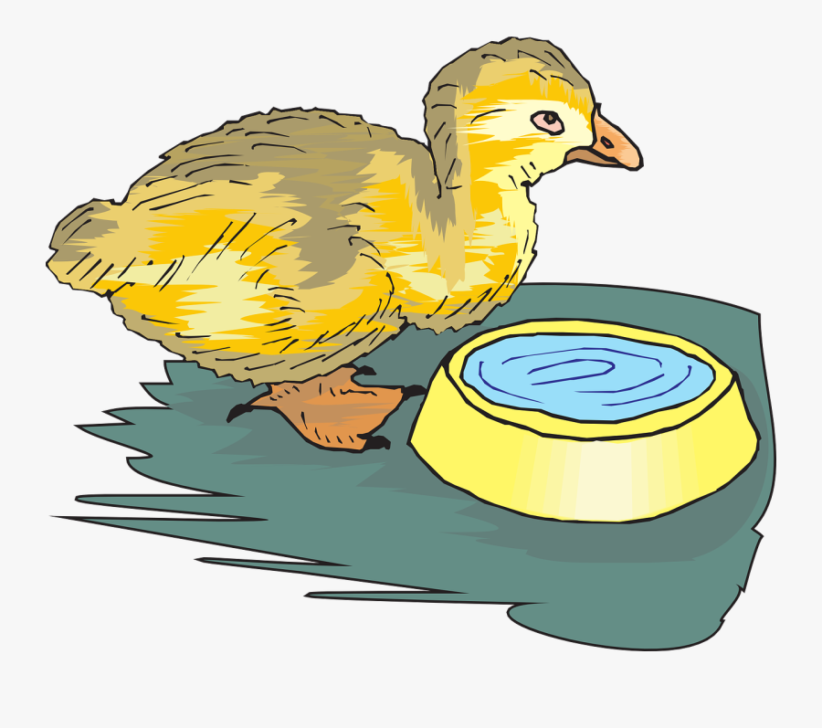 Duckling Baby Bird - Bird Drinking Water Clipart, Transparent Clipart