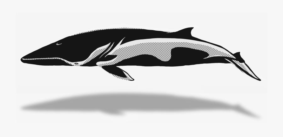 Transparent Whale Clipart Png - Short-beaked Common Dolphin, Transparent Clipart