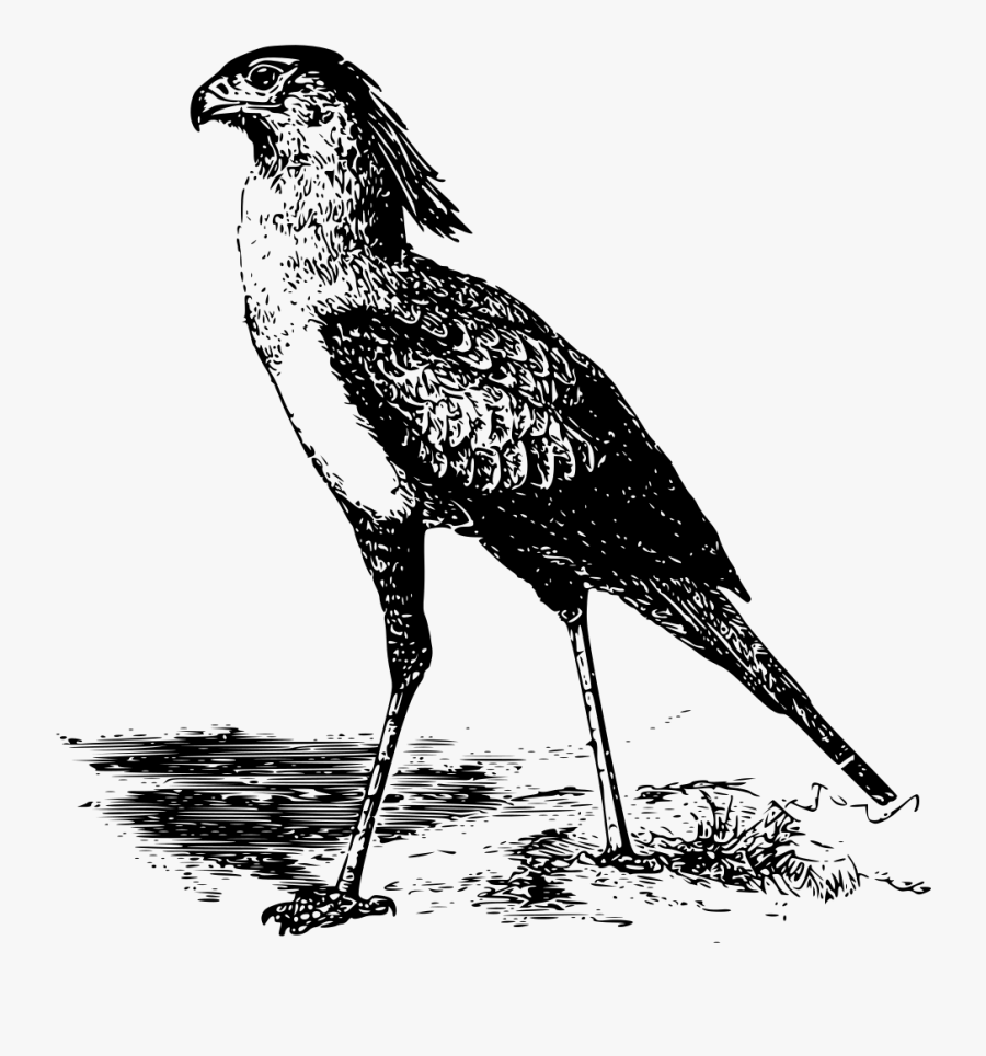 Photography - Ilustracion Blanco Y Negro Png, Transparent Clipart