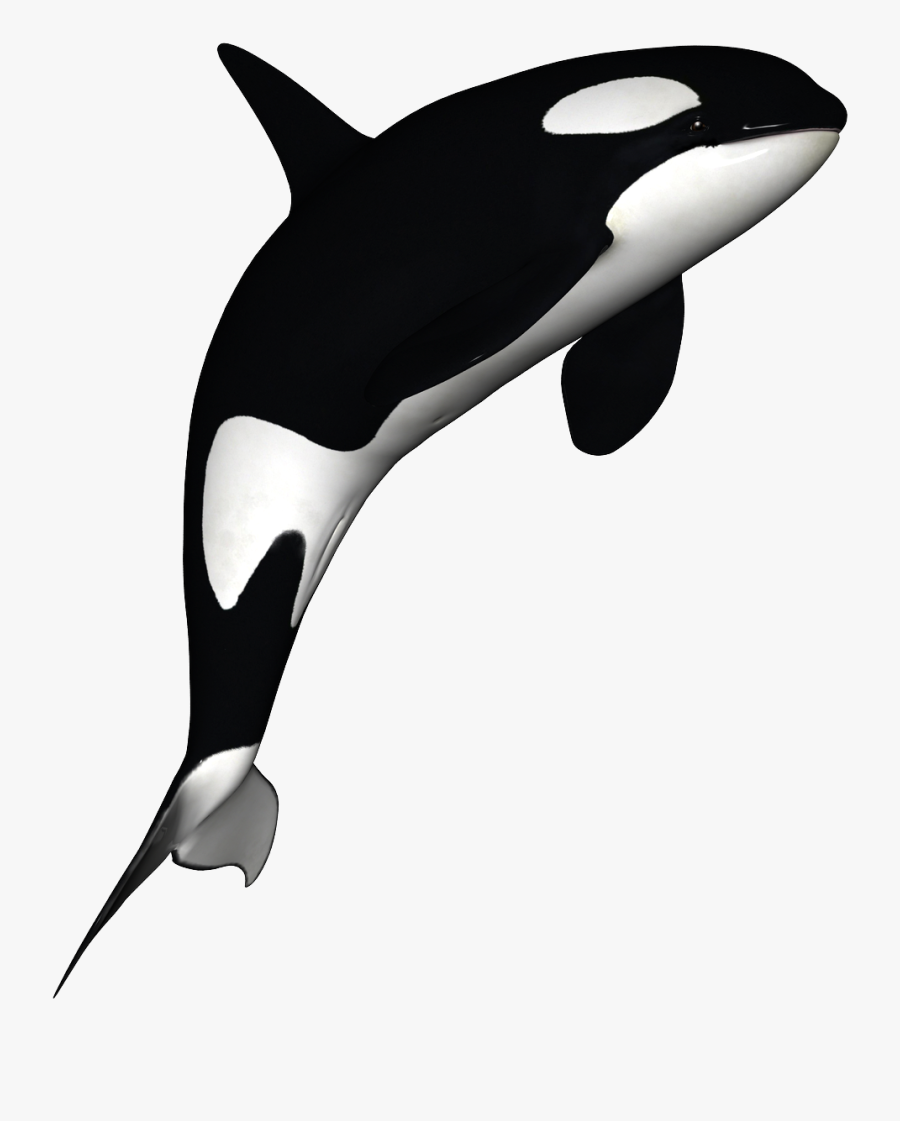 Killer Whale Download Png - Killer Whale Transparent Background, Transparent Clipart