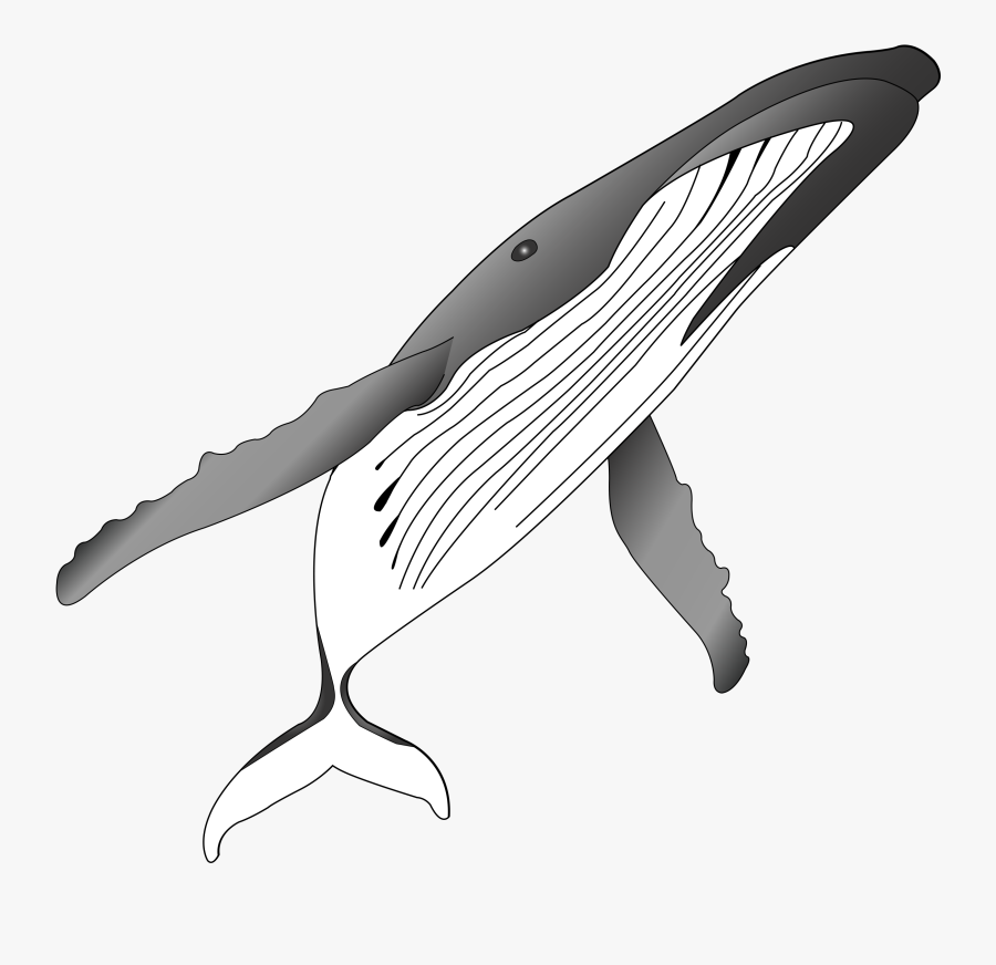 Png Royalty Free Stock Humpback Whale Clipart - Humpback Whale Breaching Clipart Outline, Transparent Clipart