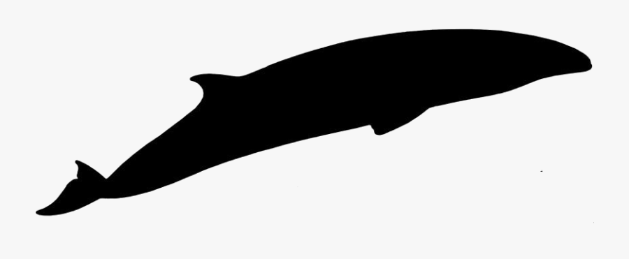 Pygmy Right Whale Png Hd Image, Transparent Pygmy Right - Whale, Transparent Clipart