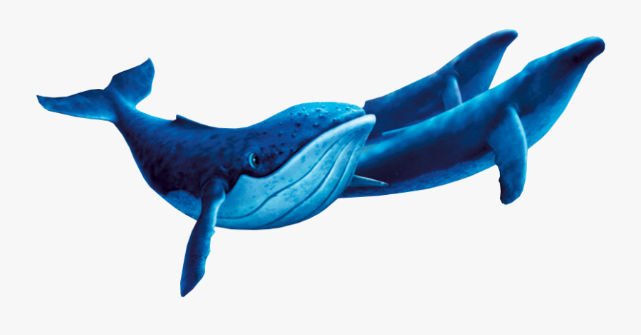 Clip Art Vector Freeuse Library - Humpback Whale Fantasia 2000, Transparent Clipart
