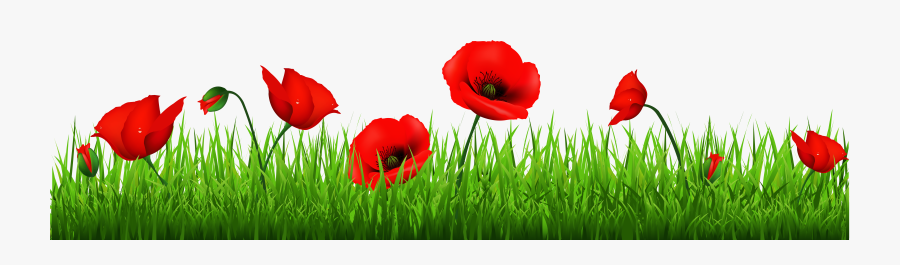 Grass With Beautiful Poppies Png Clipart - Red Poppy Border, Transparent Clipart
