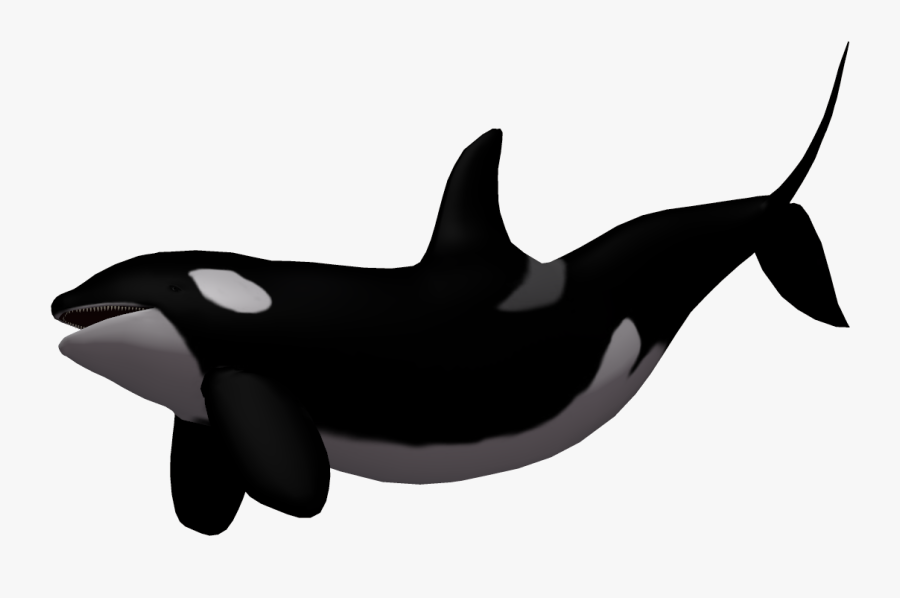 Clip Art Baby Whale Clip Art - Killer Whale Transparent Background, Transparent Clipart