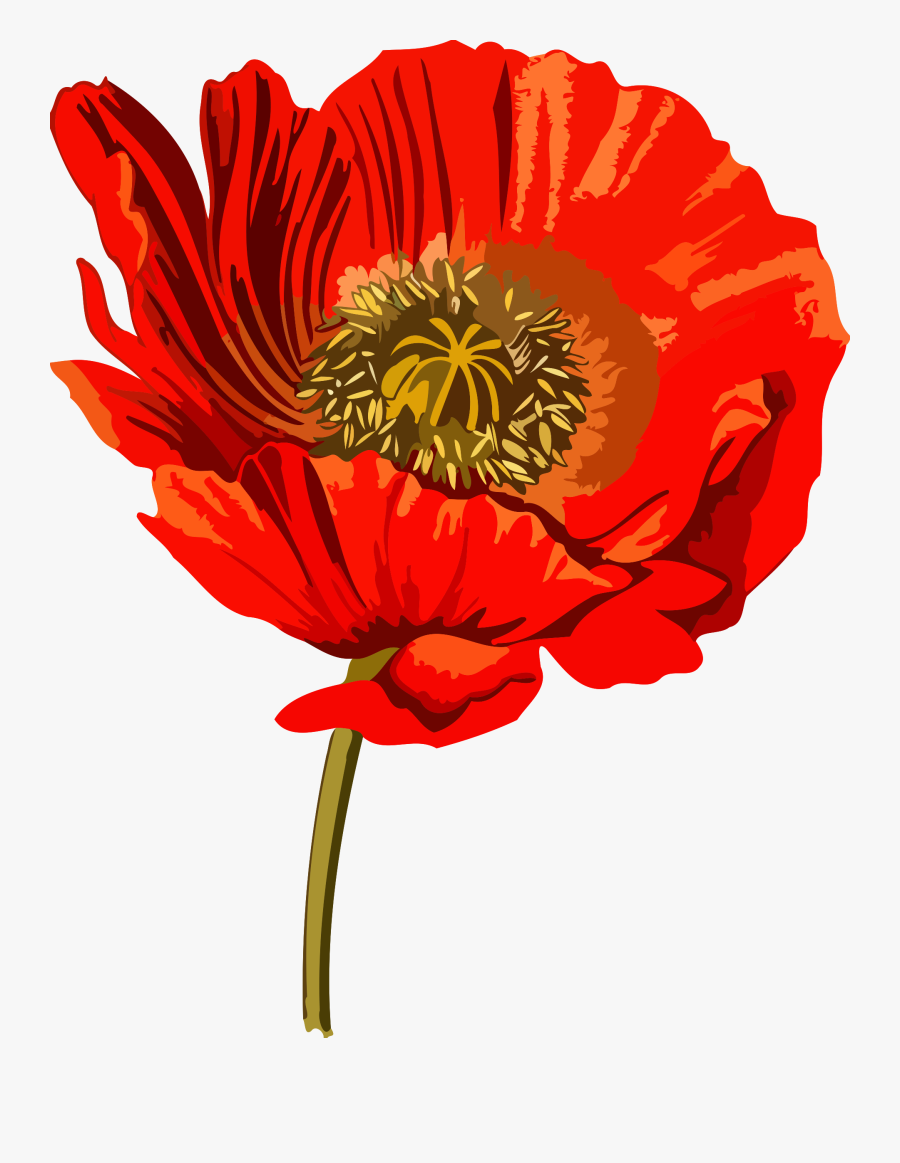 Clip Art Alpine Poppy - Opium Poppy Clip Art, Transparent Clipart