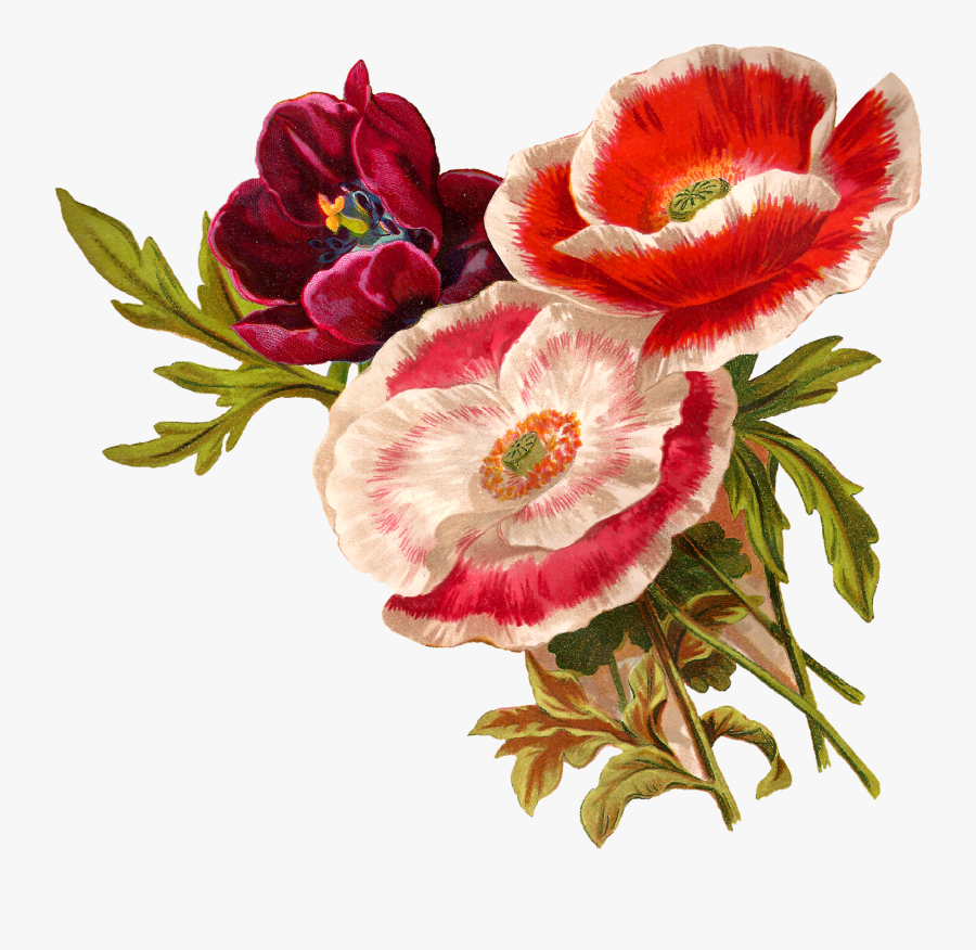 Botanical Flower Illustration Png , Free Transparent Clipart - ClipartKey