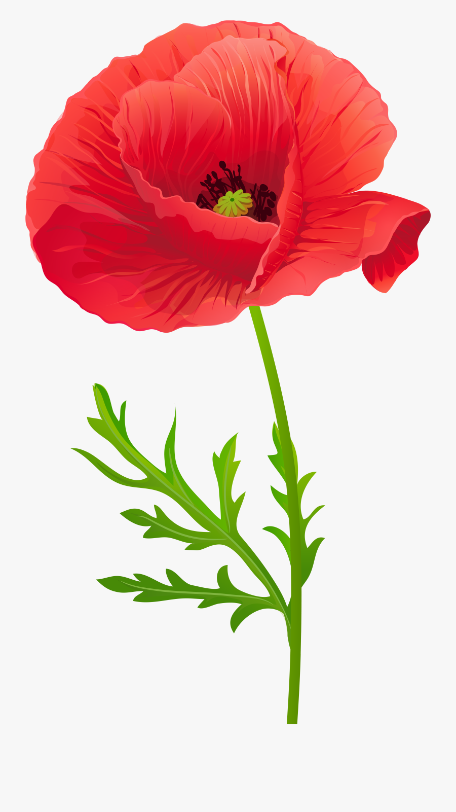 Transparent Flower Line Art Png - Red Poppy Flower Clipart, Transparent Clipart